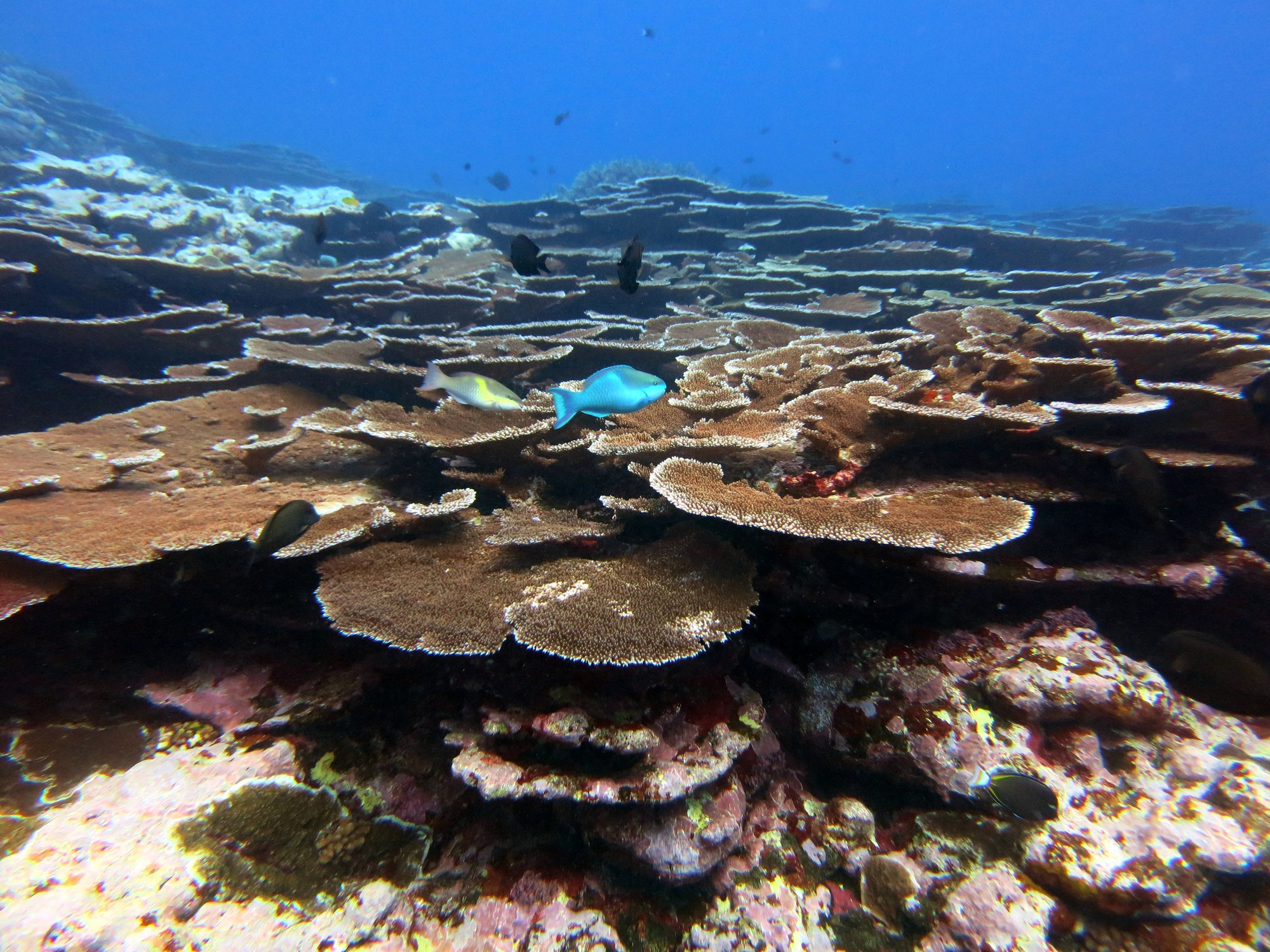 Fagatele Bay corals