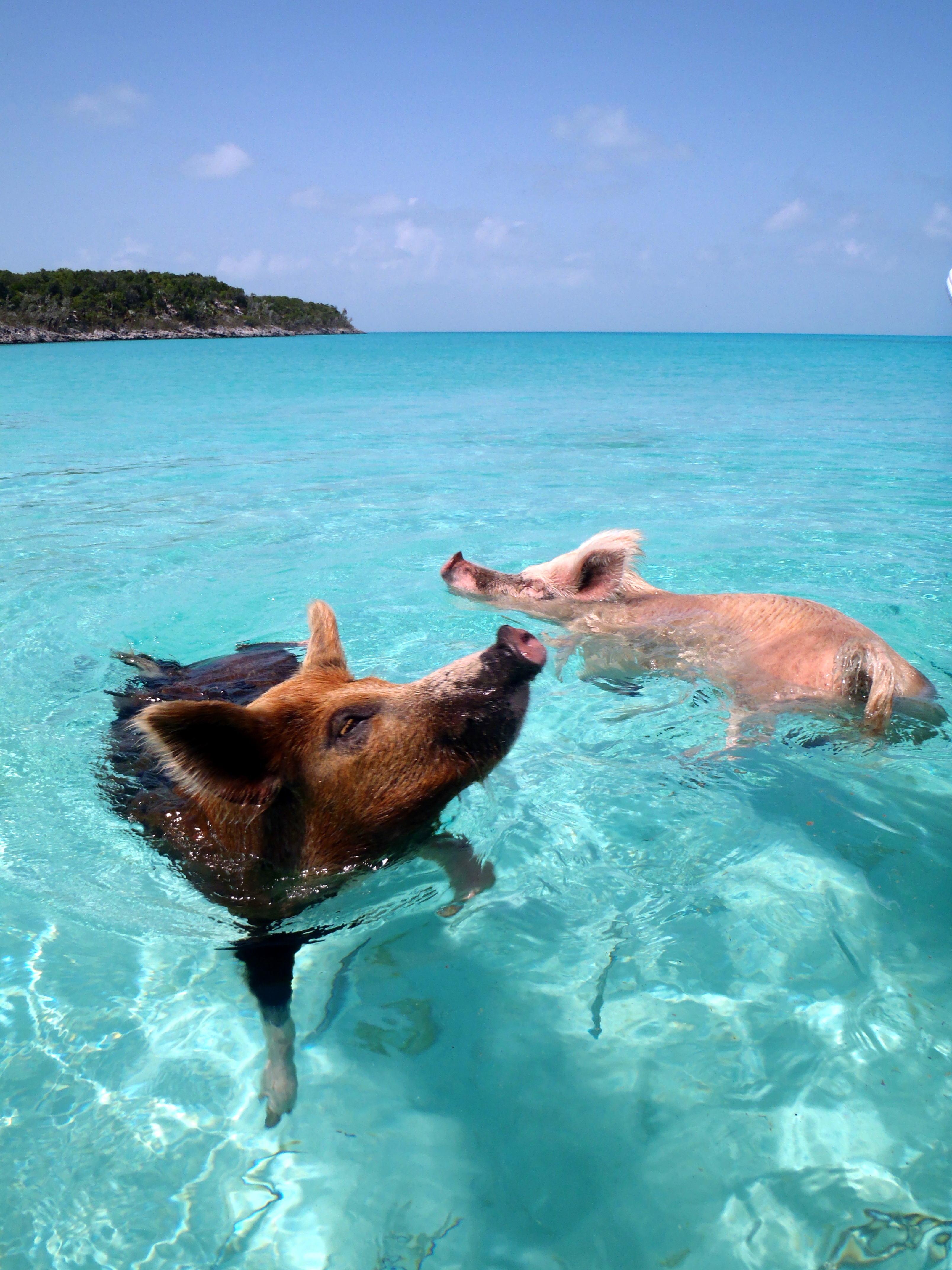 Two pigs swimming in turquoise water off Big Major Cay, Exuma
