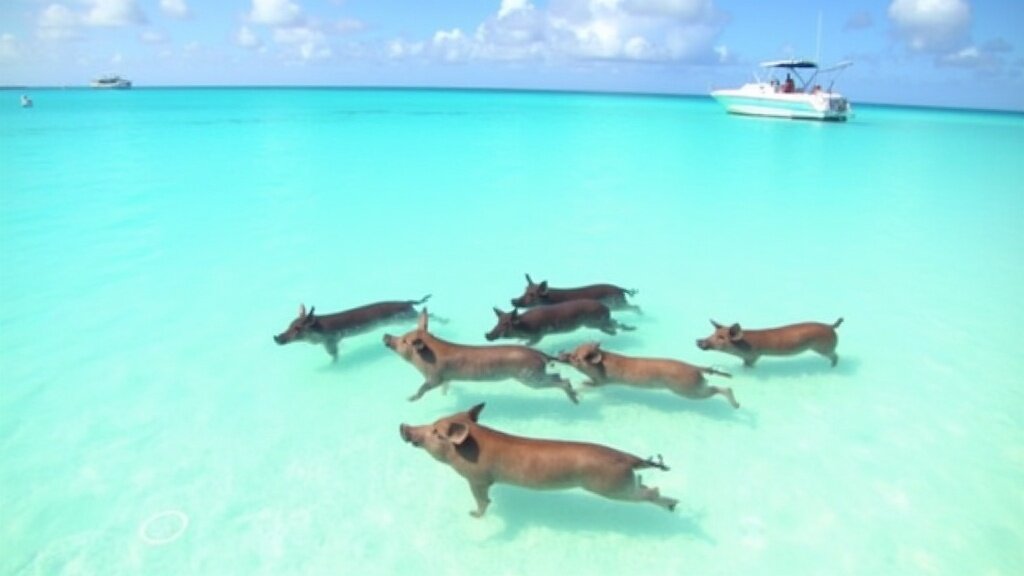 Swimming pigs of Big Major Cay Exumas