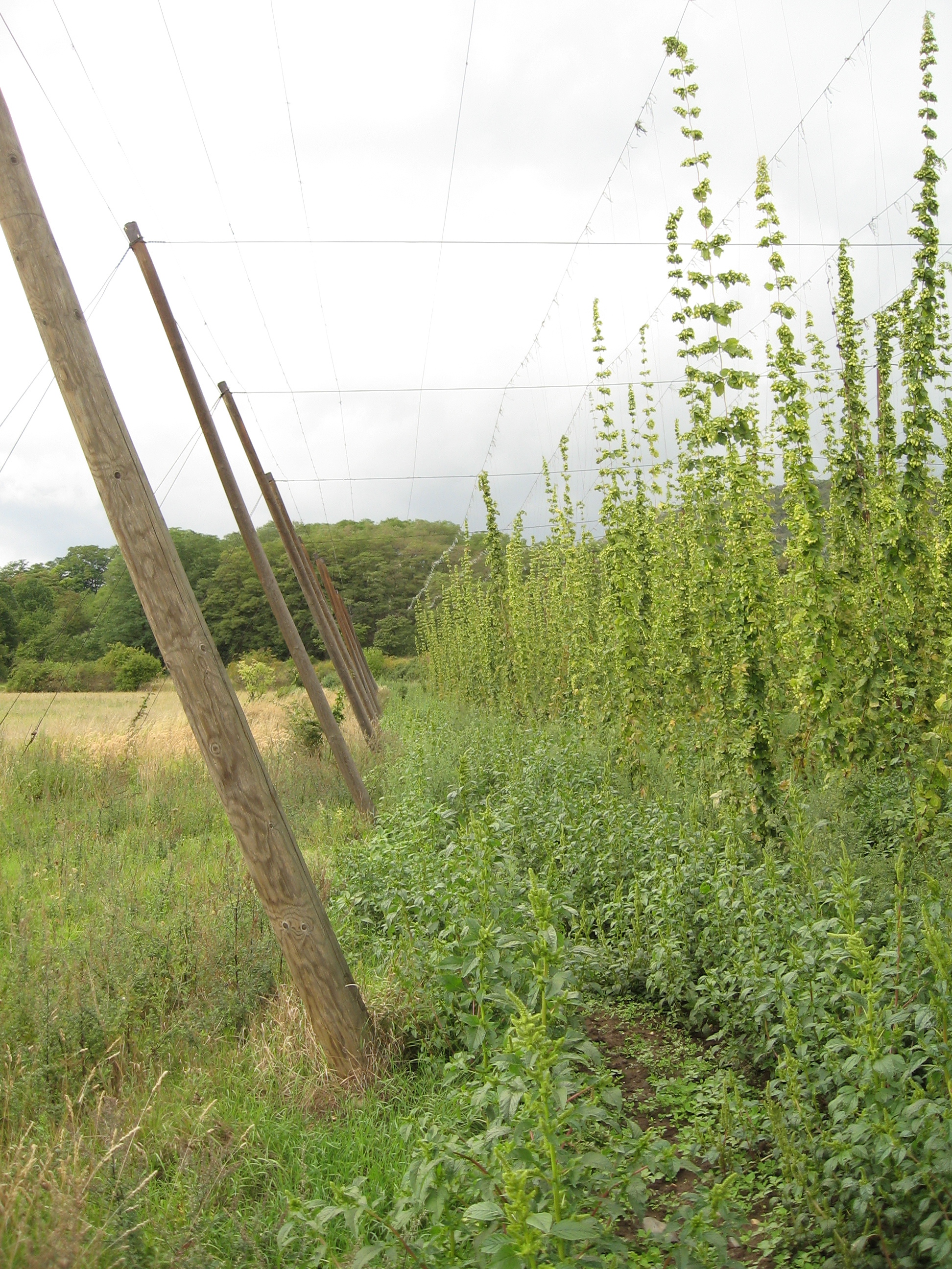 Traditional Czech hop garden with tall pole trellises