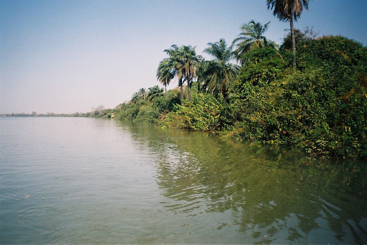 Riparian forest along the Gambia River