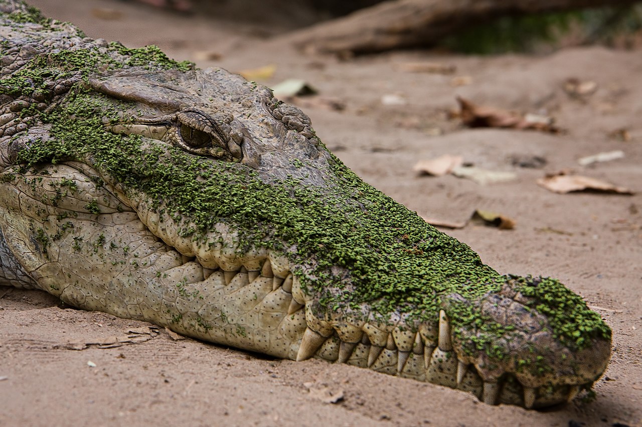 Sacred crocodile at Kachikally pool