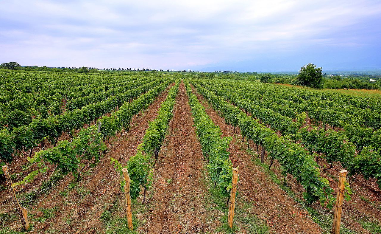 Kakheti vineyard landscape with rolling hills in eastern Georgia