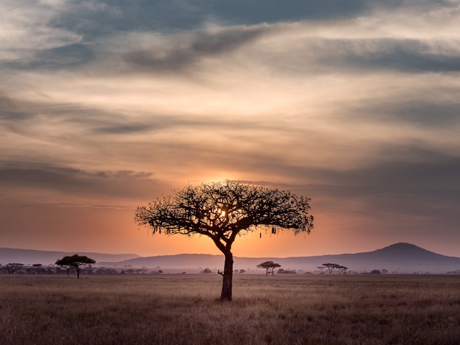 Nyika Plateau rolling grassland highland Malawi