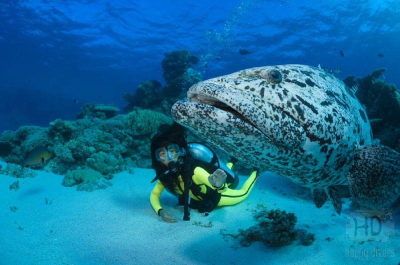 Aerial view of Great Barrier Reef