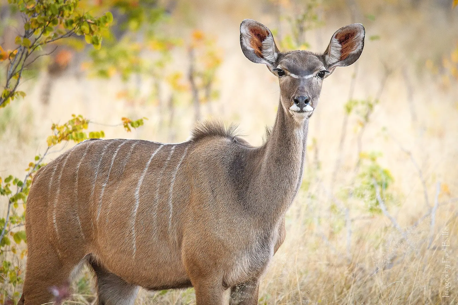 Zimbabwe — chapter photograph: Hwange, Mana Pools and Matobo